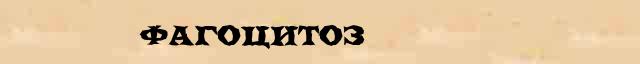 Фагоцитоз Фагоцитоз краткая биография(статья) в Большом энциклопедическом интернет словаре