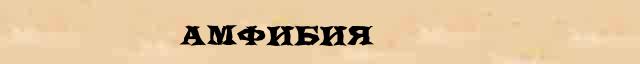 Амфибия Амфибия - грамматическая справка в интернет словаре Ушакова