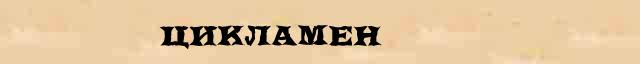 Цикламен Цикламен - грамматическая справка в интернет словаре Ушакова